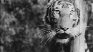 A Tiger Hunt In Bengal 1950s [upl. by Idnar]