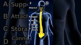 Anatomy andphysiology quiz 4 shorts quiztime science anatomy [upl. by Akemet254]