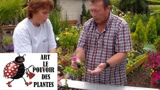 JardinageBoutures de surfinias comment faire une bouture [upl. by Uliram]