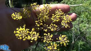 Bronze Fennel  Foeniculum vulgare  Taste Test and Review [upl. by Reagen]