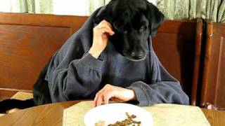 Black Labrador Retriever at Kitchen TableSilly Dog [upl. by Naux]