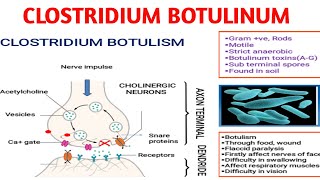 Clostridium botulinum  Botulism  Medical microbiology [upl. by Enyaz]