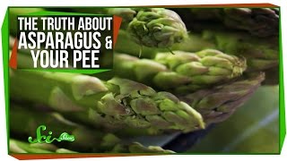 The Truth About Asparagus and Your Pee [upl. by Adlay]