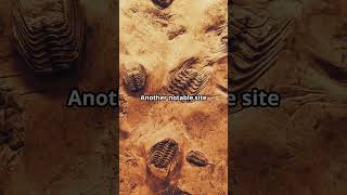 Prehistoric Plant Fossils in Belize adventure belize prehistoric [upl. by Aimak]