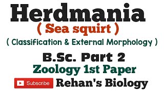 Herdmania हर्डमानिया Sea Squirt SubPhylum Urochordata Rehans Biology Zoology 1st BScPart 2 [upl. by Ytinav]