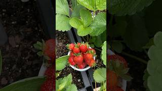 Getting strawberries for a parfait food home gardeninggardenhomemade cookingharvest foodie [upl. by Wiltsey]