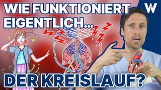 Unser Blutkreislauf So fließt das Blut durch Deinen Körper  Körperkreislauf vs Lungenkreislauf [upl. by Glynda]