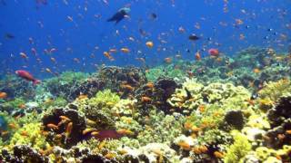 The best dive sites at Sharm El Sheikh Egypt in HD [upl. by Ashby]