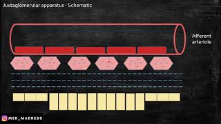 What is Juxtaglomerular apparatus   where is Renin secreted   Macula densa cells  Med Madness [upl. by Anai]