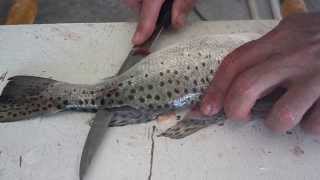 How to fillet a sea trout [upl. by Paryavi]