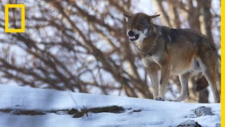 Les chiens de bergers des Carpates grands rivaux des loups affamés [upl. by Nirrac]