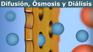 Difusión Ósmosis y Diálisis divulgación científica IQOGCSIC [upl. by Alsworth819]