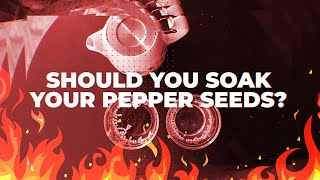 Should You Soak Pepper Seeds Before Growing  Grow with Joe [upl. by Enyawud]