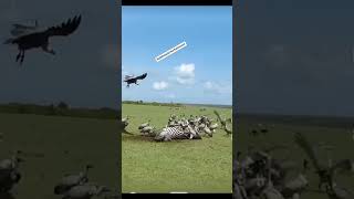 Hyaena Vultures lion zebra eating wildlife wild life animals [upl. by Bobbie]