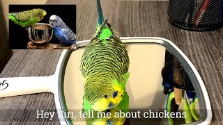 Amazing talking parakeet speaks more than a dozen phrases to a mirror Captioned [upl. by Wymore856]