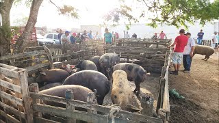 SUÍNOS DE R 10000 EM CACHOEIRINHAPE ALÉM DE CAPRINOS E OVINOS 25012024 nordeste [upl. by Licko]