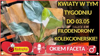 BIEDRONKA‼️KWIATY W TYM TYGODNIU🪴FILODENDRON KOLEKCJONERSKI CYTRUSY JADALNE🍊 ROŚLINY DONICZKOWE [upl. by Apicella]