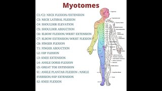 Myotomes mnemonics  Myotomes in easy way MSKphysicaltherapy [upl. by Irmine]