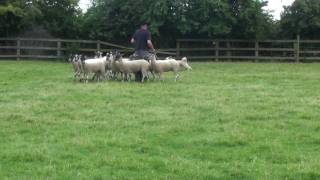 Pyrenean Sheepdog Remy discovers sheep [upl. by Eenoj103]