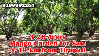 326 Acers Mango Garden for Sale  19 km from Tirupati [upl. by Lytton76]