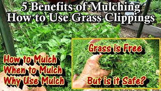 A Complete Guide to Using Grass Clippings as Mulch 4 Benefits Examples Using Other Mulches amp More [upl. by Sello474]