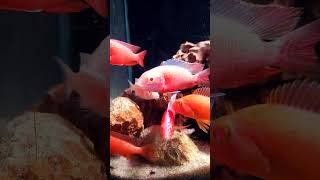 Strawberry cichlid fish  Fish Video  Aquarium Shop  fishtankservices fishkeeping hobbiest [upl. by Amie]