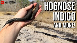 Fantastic February Herping in South Georgia Hognose Indigo Diamondback and More [upl. by Kato220]