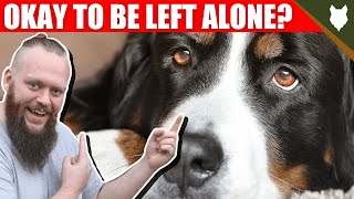 Can My BERNESE MOUNTAIN DOG Be Left Alone [upl. by Akimit]