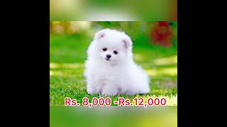 Dog prices in Sri Lanka 2022 [upl. by Aneehsar630]