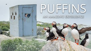 Photographing Puffins on Machias Seal Island  Amazing Views of Puffins [upl. by Duck]