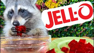 What Happens When You Give Raccoons JellO [upl. by Jenilee]