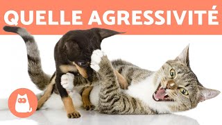 Mon chat ATTAQUE mon CHIEN 😾🐶 Pourquoi et Comment larrêter [upl. by Yrocej]