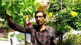 Allamanda Cuttings in the easiest methods [upl. by Huberto247]