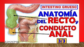 🥇 Anatomía del RECTO y el CONDUCTO ANAL Intestino Grueso 33 [upl. by Lenoyl]