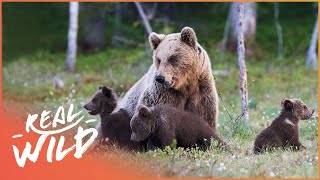 Mother Bear Teaches Triplets How To Survive The Wild  Band Of Bears Part 2  Real Wild [upl. by Emelita739]