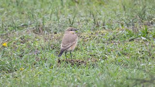 Isabelline Wheatear on the island of Texel [upl. by Philbrook]