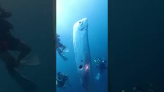 When The Scuba Divers Meet The Alive Oarfish🤿scubadiving oarfish [upl. by Atinuaj]