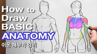 How to Draw a Basic Anatomy for beginners  Tutorial [upl. by Rebel]