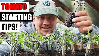 8 Tomato Seed Starting Tips For 2024 [upl. by Illehs]