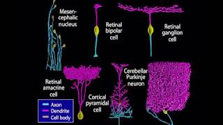 EmbryologyNeurology  Neurogenesis Animation [upl. by Ylrbmik]