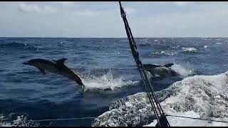 GUYADER BERMUDES 1000 RACE  Journal de bord  Part 3  12052022  VOILE BANQUE POPULAIRE [upl. by Padegs]