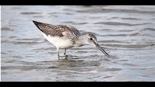 Greenshank 1h bird sound [upl. by Dexter]