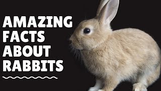 Top 20 Amazing Facts About Rabbits [upl. by Erna]