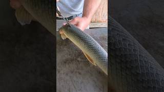 Alligator Gar Fish Catch  Clean  Cook bayou garfish crawfish louisiana cajun [upl. by Moguel]