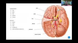 Vasculature of the Brain  Stroke Symptoms [upl. by Perretta]