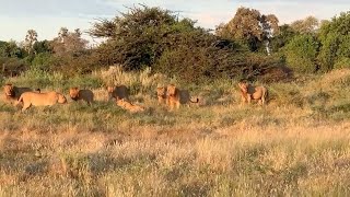 Five male lions roaring at once [upl. by Celtic]