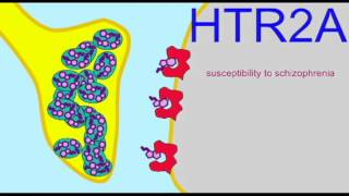 SEROTONIN amp ANXIETY SEROTONIN RECEPTORS [upl. by Aicilev159]