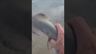 Bonnethead shark catch and release at Melbourne Beach tight lines [upl. by Onavlis380]