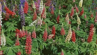 Semer de graines de fleurs vivaces récoltées dans le jardin delphiniums et lupins [upl. by Narhem]