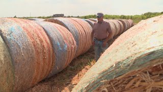 Heat drought devastating Texas cattle ranchers [upl. by Fasto]